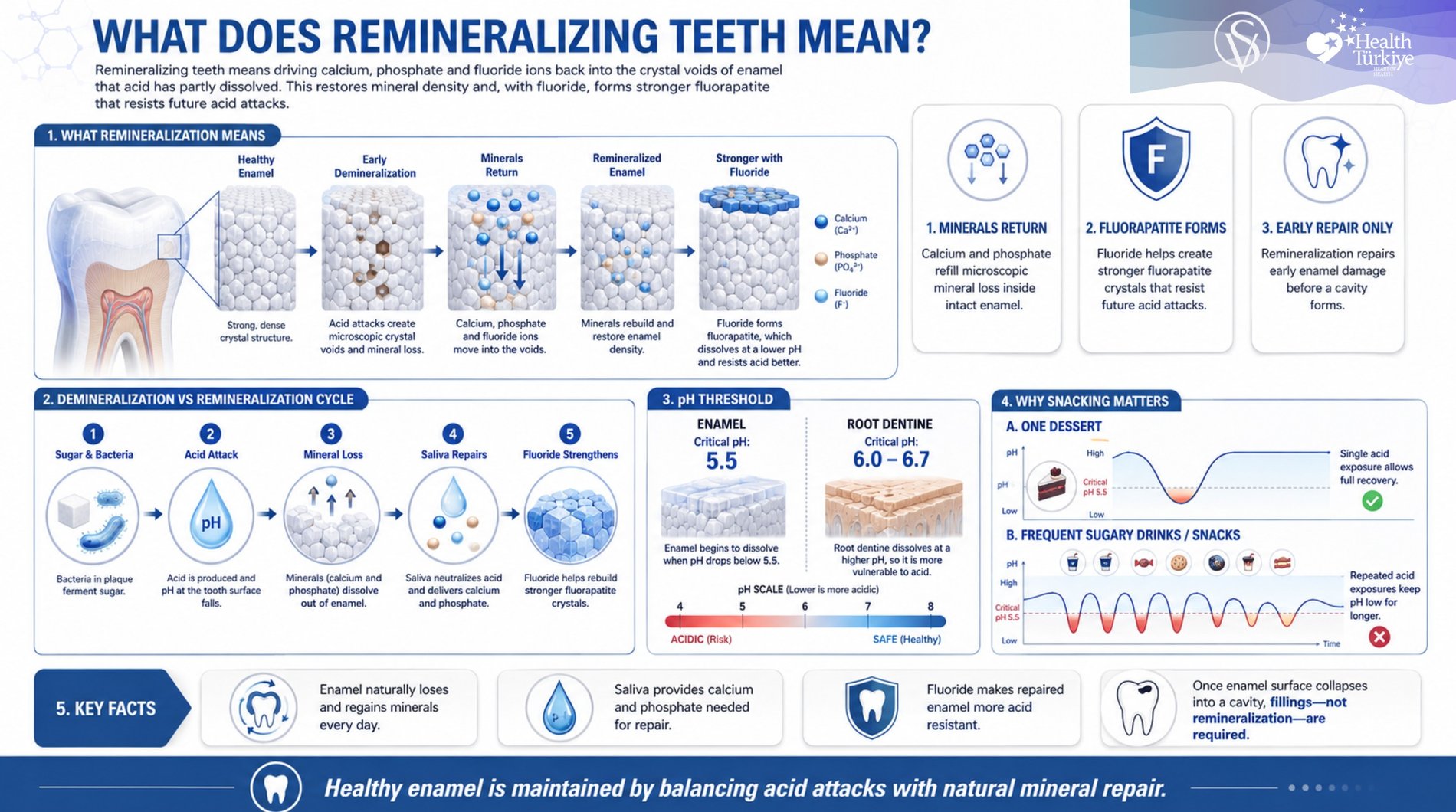 rt tooth remineralization, showing how calcium, phosphate, fluoride, saliva, and pH changes repair early enamel damage, strengthen enamel with fluorapatite, and why frequent sugar exposure increases the risk of demineralization